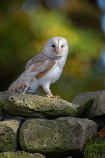 Barn owl (Tyto alba) in the evening light, Oldenburger Münsterland, Vechta, Lower Saxony, Germany