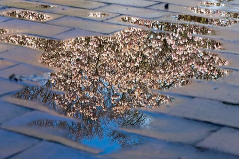 Flowering magnolia (Magnolia) in spring, Cloppenburg, Lower Saxony, Germany