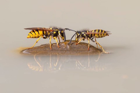 Wasps (Vespinae), Vechta, Lower Saxony, Germany