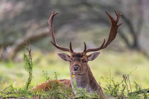 Fallow deer (dama dama), male, deer, Zandvoort, North Holland, Netherlands