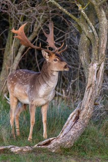 Fallow deer (dama dama), male, deer, Zandvoort, North Holland, Netherlands