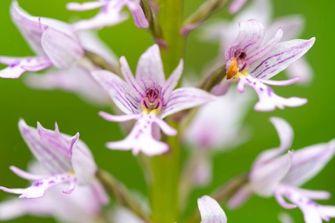 Helm's-orchid (Orchis militaris), Leutra, Jena, Thuringia, Germany