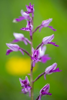 Helm's-orchid (Orchis militaris), Leutra, Jena, Thuringia, Germany