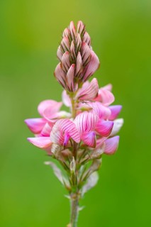 Seed asparagus (Onobrychis viciifolia), Leutra, Jena, Thuringia, Germany