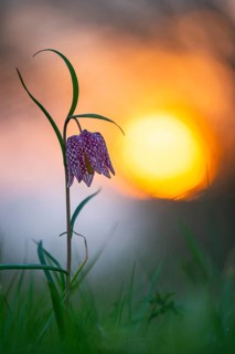 Snake's Head Fritillary (Fritillaria meleagris) at sunrise in a wet meadow in spring, Berne, Lower