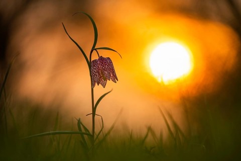 Snake's Head Fritillary (Fritillaria meleagris) at sunrise in a wet meadow in spring, Berne, Lower