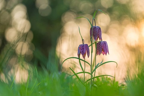 Snake's Head Fritillary (Fritillaria meleagris) in a wet meadow in spring, Berne, Lower Saxony,