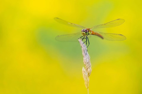 Marsh dragonfly (Sympetrum depressiusculum), Ahlhorn, Lower Saxony, Germany