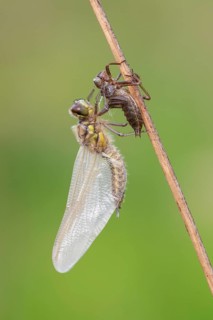 Methamorphosis of a four-spot (Libellula quadrimaculata), dragonfly, Oldenburger Münsterland, moor,