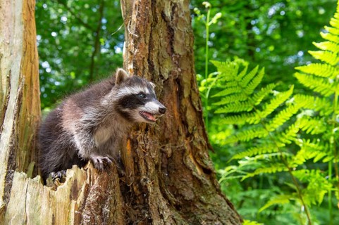 Young raccoon (Procyon lotor) on a discovery tour, Steinhagen, North Rhine-Westphalia, Germany