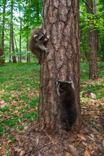 Young raccoon (Procyon lotor) on a discovery tour, Steinhagen, North Rhine-Westphalia, Germany