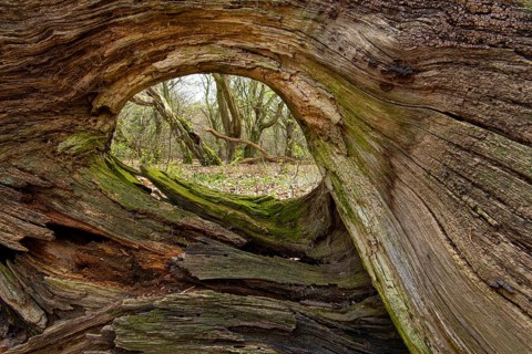 Tree in Hudewald and nature reserve Urwald tree trail in spring, dead wood, Emstek, Lower Saxony,