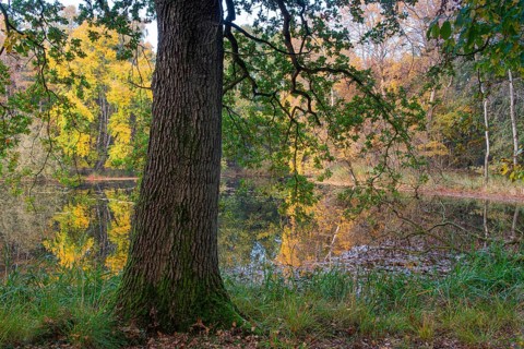 Autumn in the Ahlhorn Fish Ponds Nature Reserve of the Lower Saxony State Forests, Ahlhorn, Lower