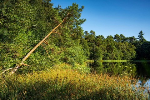 Diana See in the Ahlhorner Fischteiche Nature Reserve, Wildeshausener Geest, Ahlhorn, Lower Saxony,