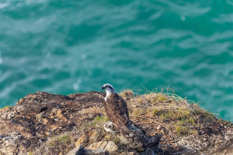 Daytime capture of an osprey holding a fish on rocks at Cape Byron, New South Wales, Australia