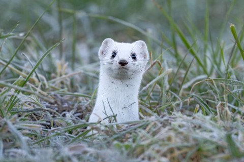 Ermine (Mustela erminea), in winter fur, Münster, Tyrol, Austria