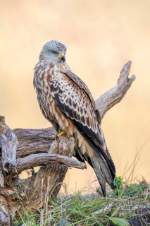 Red kite (Milvus milvus), sitting on dead wood, Münster, Tyrol, Austria