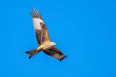 Red kite (Milvus milvus), in flight, Münster, Tyrol, Austria