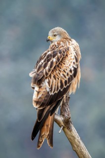 Red kite (Milvus milvus), sitting on a branch, Münster, Tyrol, Austria