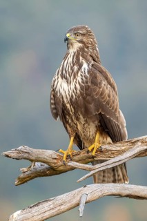 Common buzzard (Buteo buteo) sitting on a branch, Terfens, Tyrol, Austria