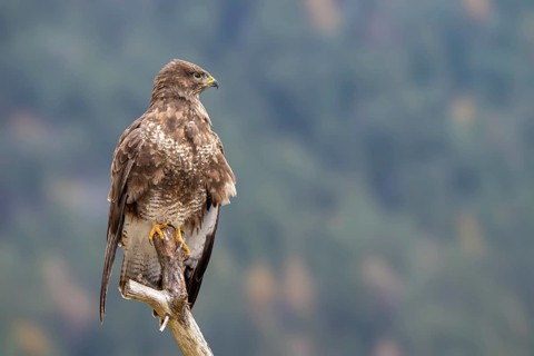 Common buzzard (Buteo buteo) sitting on a branch, Terfens, Tyrol, Austria