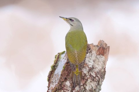 Grey-headed woodpecker (Picus canus), or great spotted woodpecker, female at a birch tree,