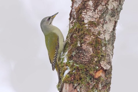 Grey-headed woodpecker (Picus canus), or great spotted woodpecker, female on a birch overgrown with
