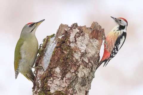 Grey-headed woodpecker (Picus canus), or lesser spotted woodpecker, male and middle spotted