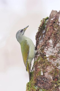 Grey-headed woodpecker (Picus canus), or great spotted woodpecker, female on a birch overgrown with