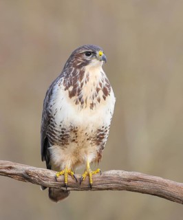 Buzzard (Buteo buteo) sitting attentively on a branch, wildlife, animals, birds, bird of prey,