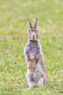 Wild rabbit (Oryctolagus cuniculus), sitting in a meadow, making mate, erect, fully grown, alert,