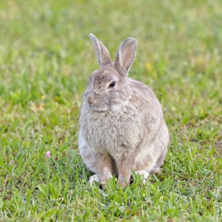 Wild rabbit (Oryctolagus cuniculus), sitting in a meadow, adult, alert, wildlife, animals, rodent,