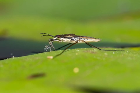 Common pond skater (Gerris lacustris) adult insect feeding on an aphid on a water lily pad or leaf