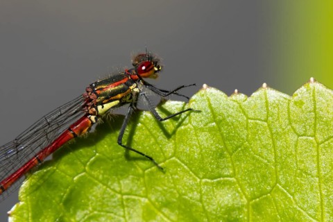 Large red damselfly (Pyrrhosoma nymphula) adult insect resting on a plant leaf in summer, England,
