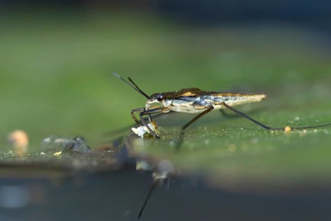 Common pond skater (Gerris lacustris) adult insect feeding on a Whitefly on a water lily pad or