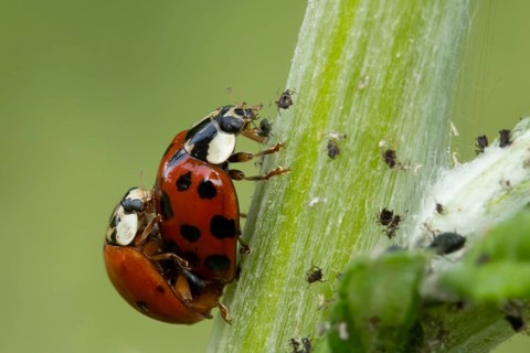 Harlequin ladybird or ladybug (Harmonia axyridis) two adult insects mating on a garden plant stem