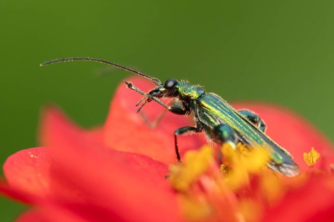 Thick-legged flower beetle (Oedemera nobilis) adult insect on a Geum garden red flower in summer,
