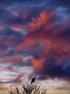 Kestrel in front of red clouds from sunset. Berlin, Germanyf