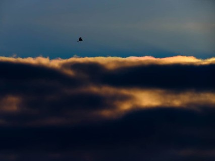 Kestrel (Falco tinnunculus) in shaking flight at sunset in front of an illuminated cloud. Berlin,