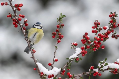 Blue tit (Parus caerulea), Emsland, Lower Saxony, Germany