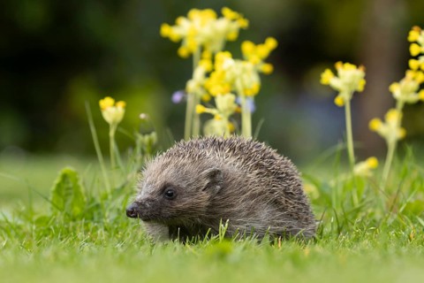 European hedgehog (Erinaceus europaeus) adult animal on a garden grass lawn with Cowslip flowers in