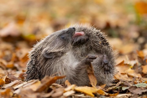 European hedgehog (Erinaceus europaeus) adult animal self anointing or salivating itself on fallen