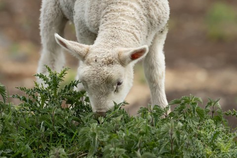 Domestic sheep (Ovis aries) juvenile baby lamb farm animal feeding on grass amongst stinging