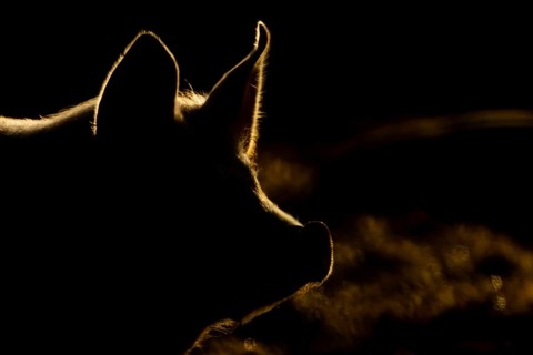 Domestic pig (Sus domesticus) adult farm animal head portrait backlit, England, United Kingdom