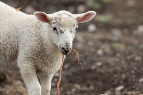 Domestic sheep (Ovis aries) juvenile baby lamb farm animal with a piece of rope in its mouth,