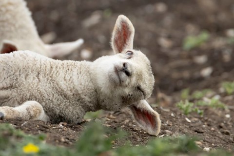 Domestic sheep (Ovis aries) juvenile baby lamb farm animal laying its head on the ground, England,
