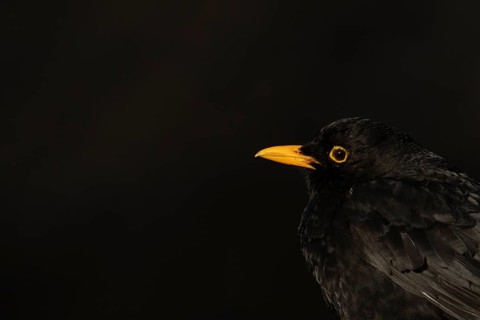 Eurasian blackbird (Turdus merula) adult male garden bird head portrait, England, United Kingdom