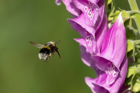 Buff tailed bumblebee (Bombus terrestris) adult bee insect flying towards a Foxglove (Digitalis
