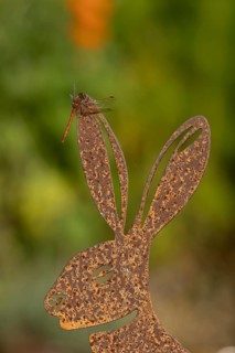 Common darter dragonfly (Sympetrum striolatum) adult insect on a metal hare garden sculpture in