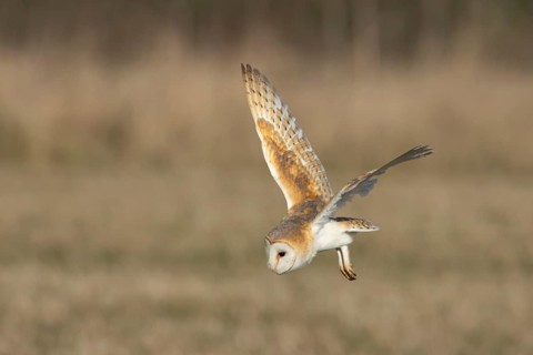 Barn owl (Tyto alba) adult bird of prey hunting in flight over grassland, England, United Kingdom